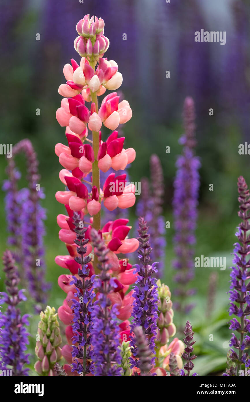 Incredibile rosa e rosso lupin fiore con fogliame verde in background. Fotografato al Chelsea Flower Show, 2018. Foto Stock