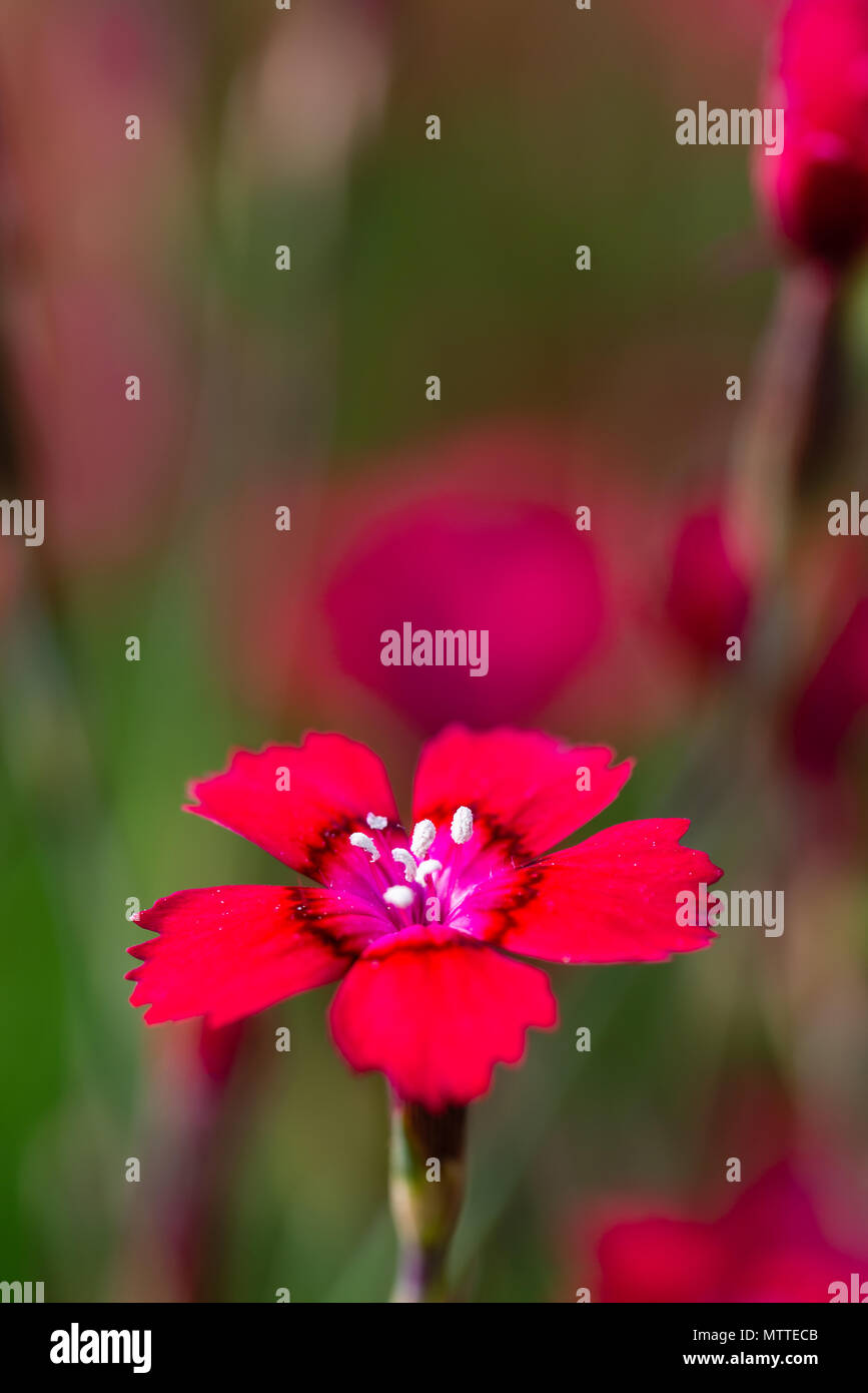 Foto verticale con bel rosso fioritura di piccoli fiori di garofano. Bloom ha un bel centro con i pistilli coperti da polen. Fioriture di altre piante sono in backg Foto Stock