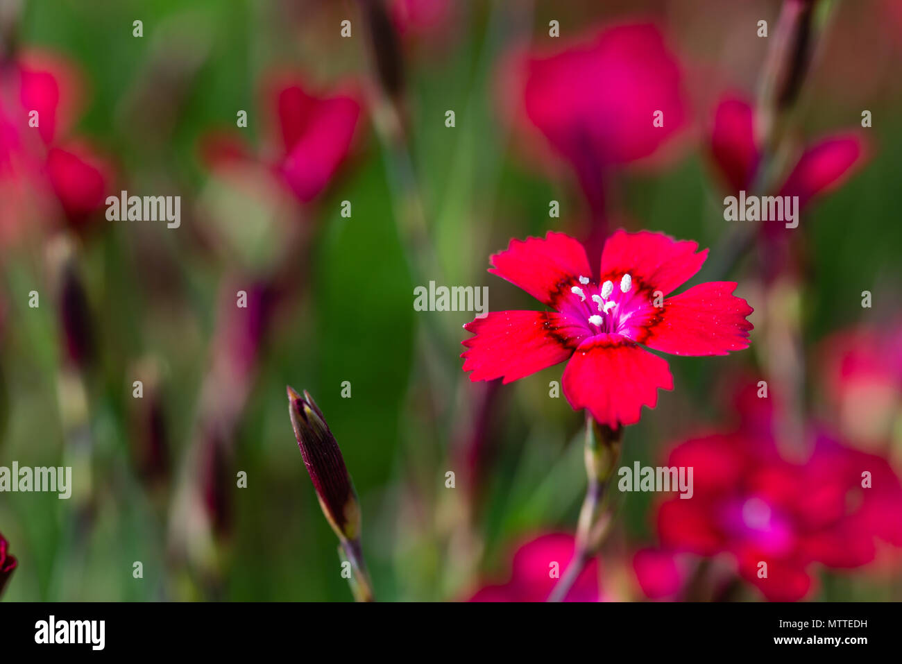 Foto orizzontale con bel rosso fioritura di piccoli fiori di garofano. Bloom ha un bel centro con i pistilli coperti da polen. Fioriture di altre piante sono in bac Foto Stock