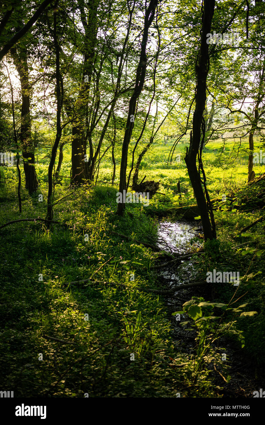 Paesaggio rurale scena nel West Sussex vicino a Pulborough al crepuscolo Foto Stock