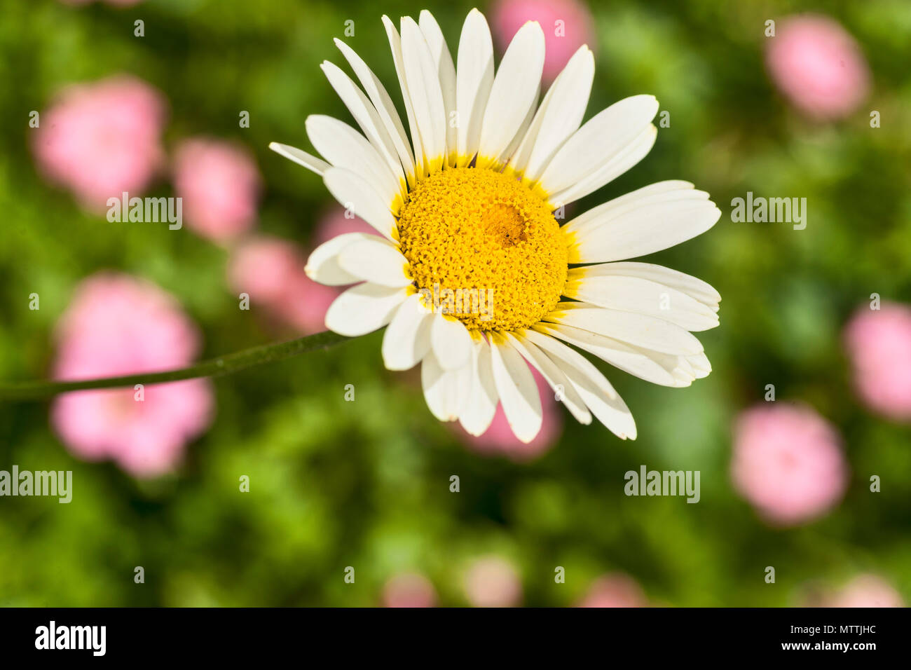 Luminose gerbera daisy con centro giallo, macro. Foto Stock