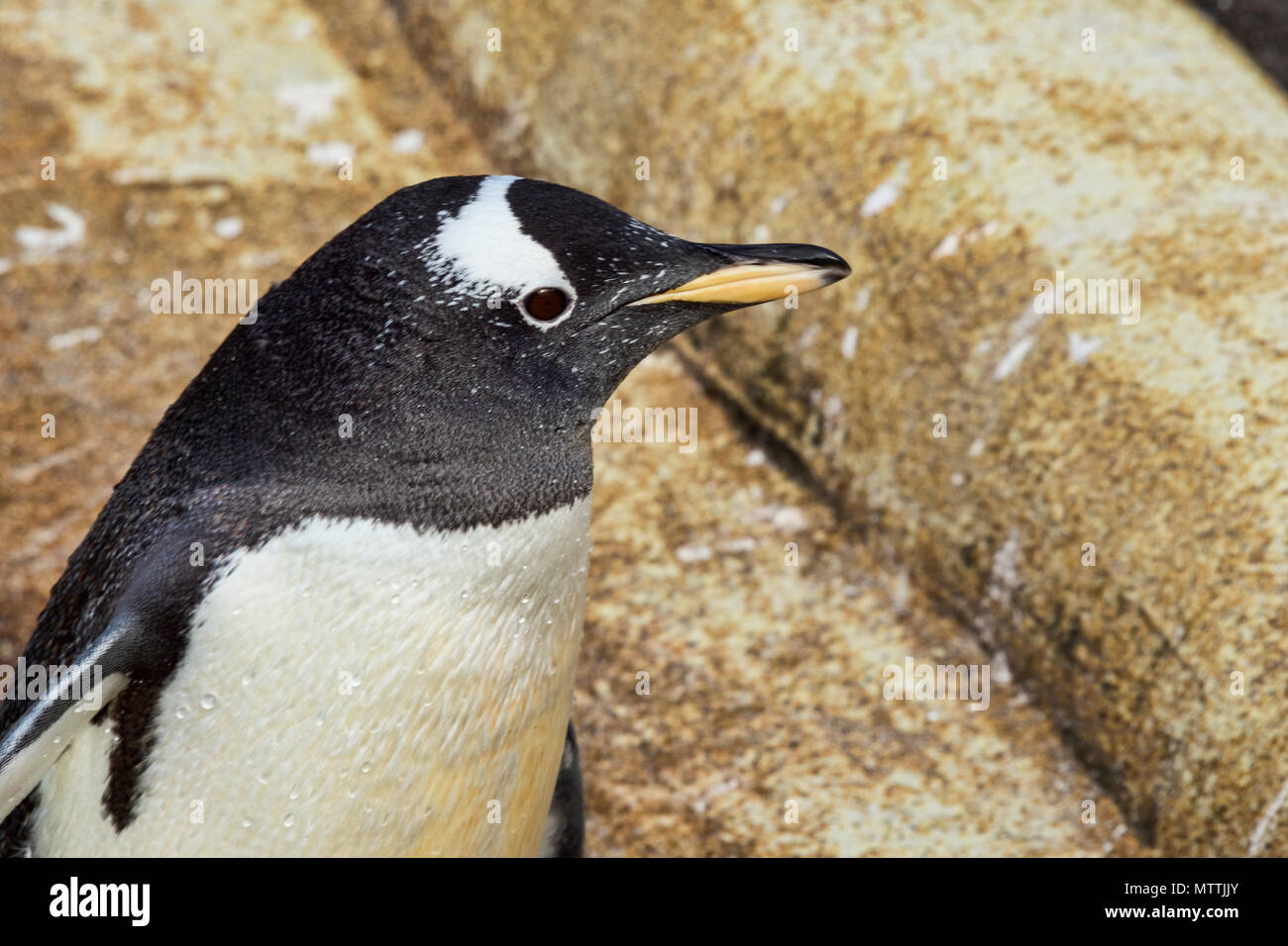 I pinguini Gentoo presso lo zoo di Edimburgo, Edimburgo, Scozia, Regno Unito. Foto Stock