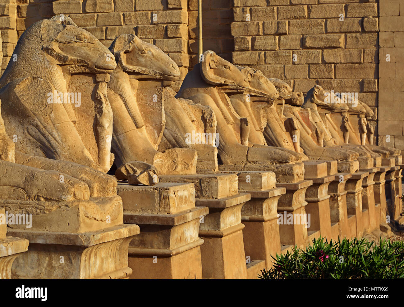 Antico Egitto statue di Sphinx in Luxor tempio di Karnak al tramonto Foto Stock