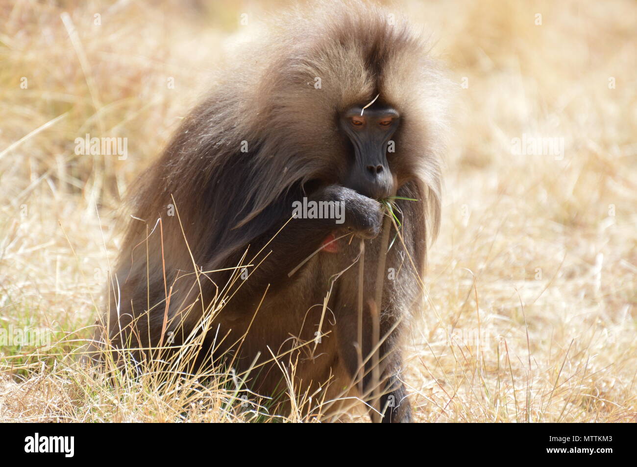 Babbuino Gelada mangiare erba in Simien Mountains, Etiopia Foto Stock