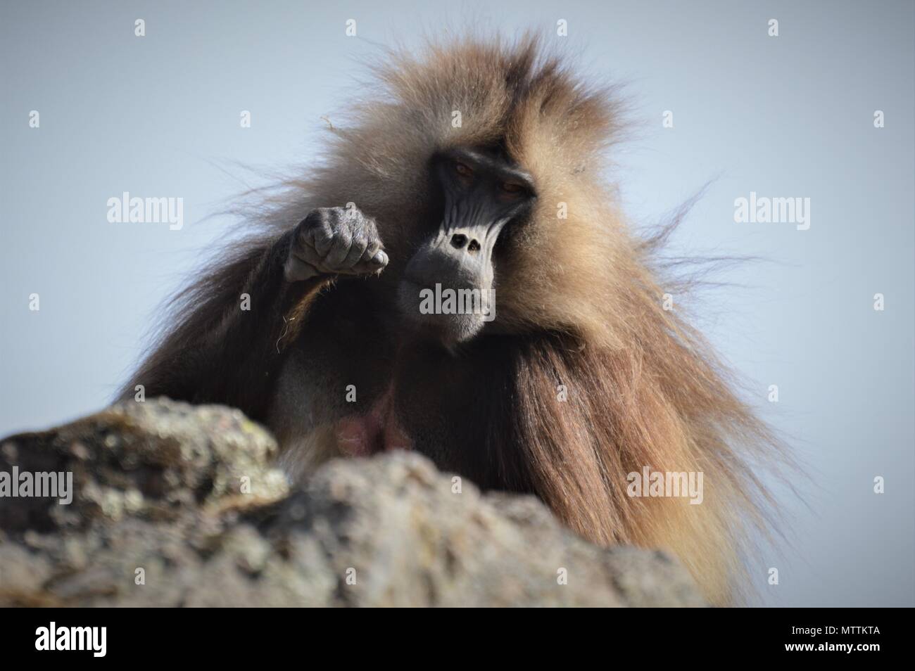 Babbuino Gelada di sbirciare da dietro la montagna Foto Stock