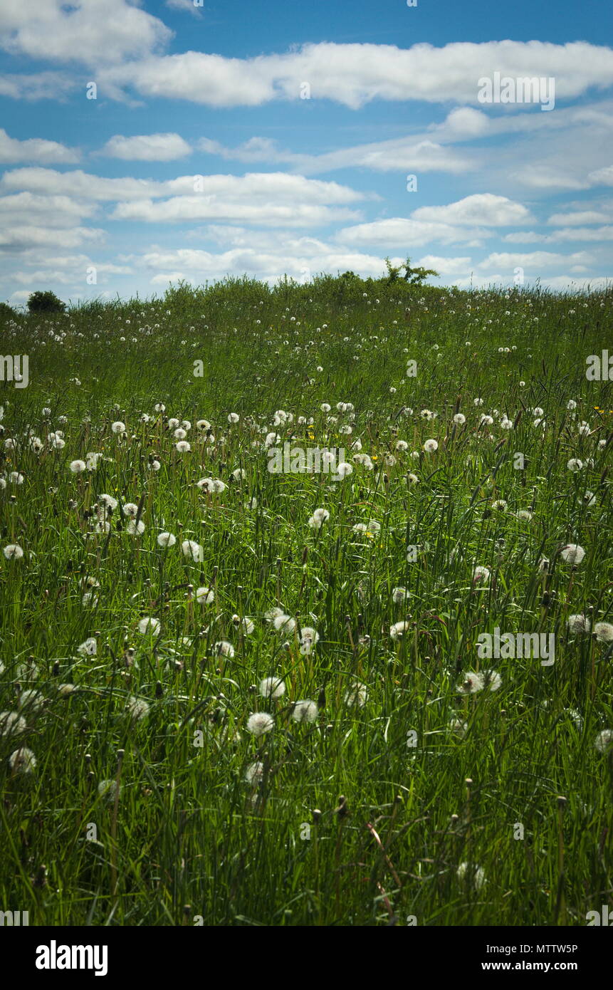 Un campo di tarassaco andato alle sementi Foto Stock