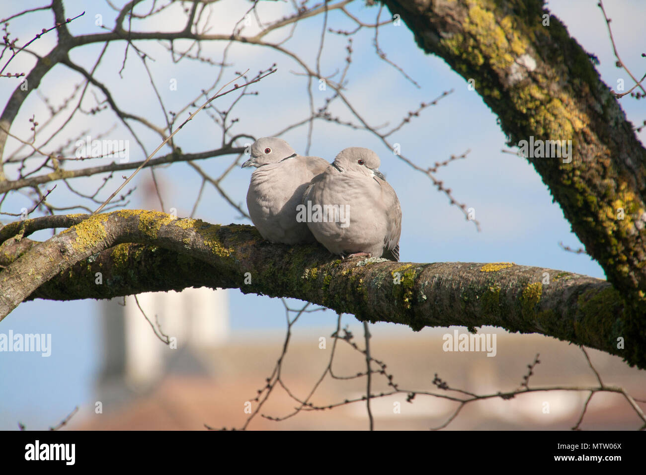 Coppia di collard colombe su un ramo Foto Stock