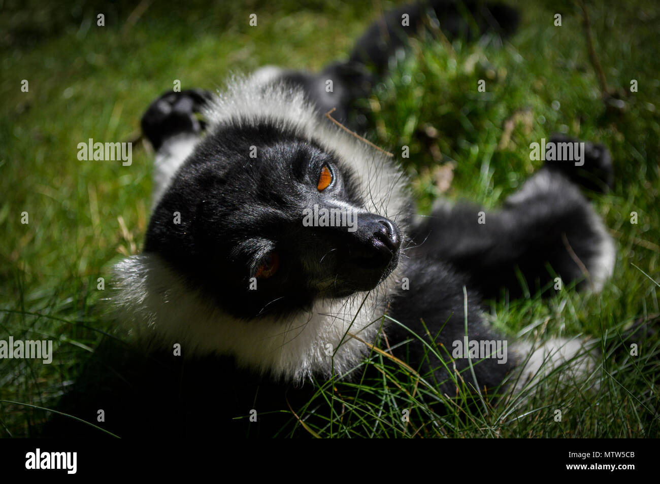 Lemure Ruffed rilassarsi al sole Foto Stock
