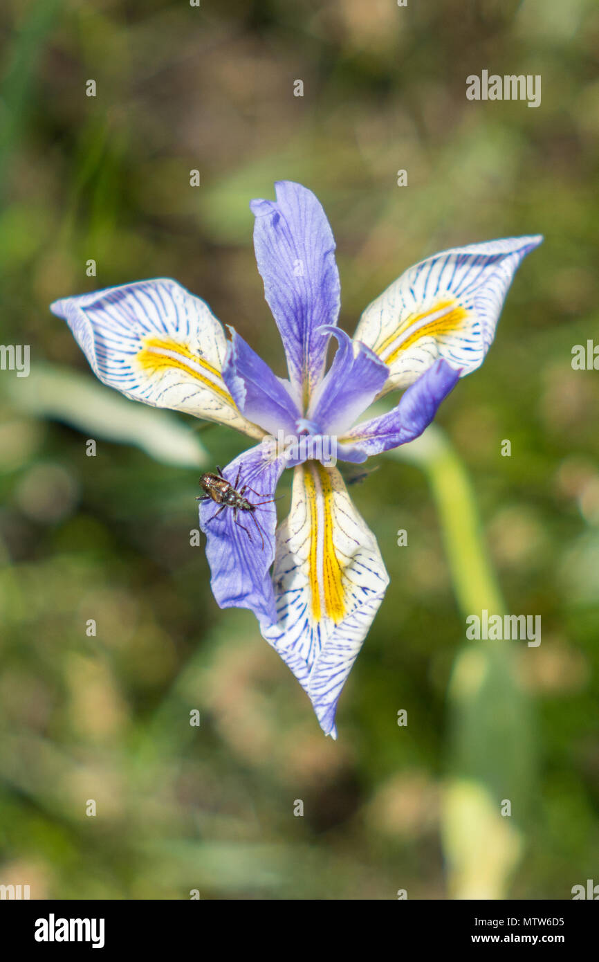 Iris selvatici nel Parco Nazionale di Yellowstone Foto Stock Iris selvatici nel Parco Nazionale di Yellowstone Foto Stock