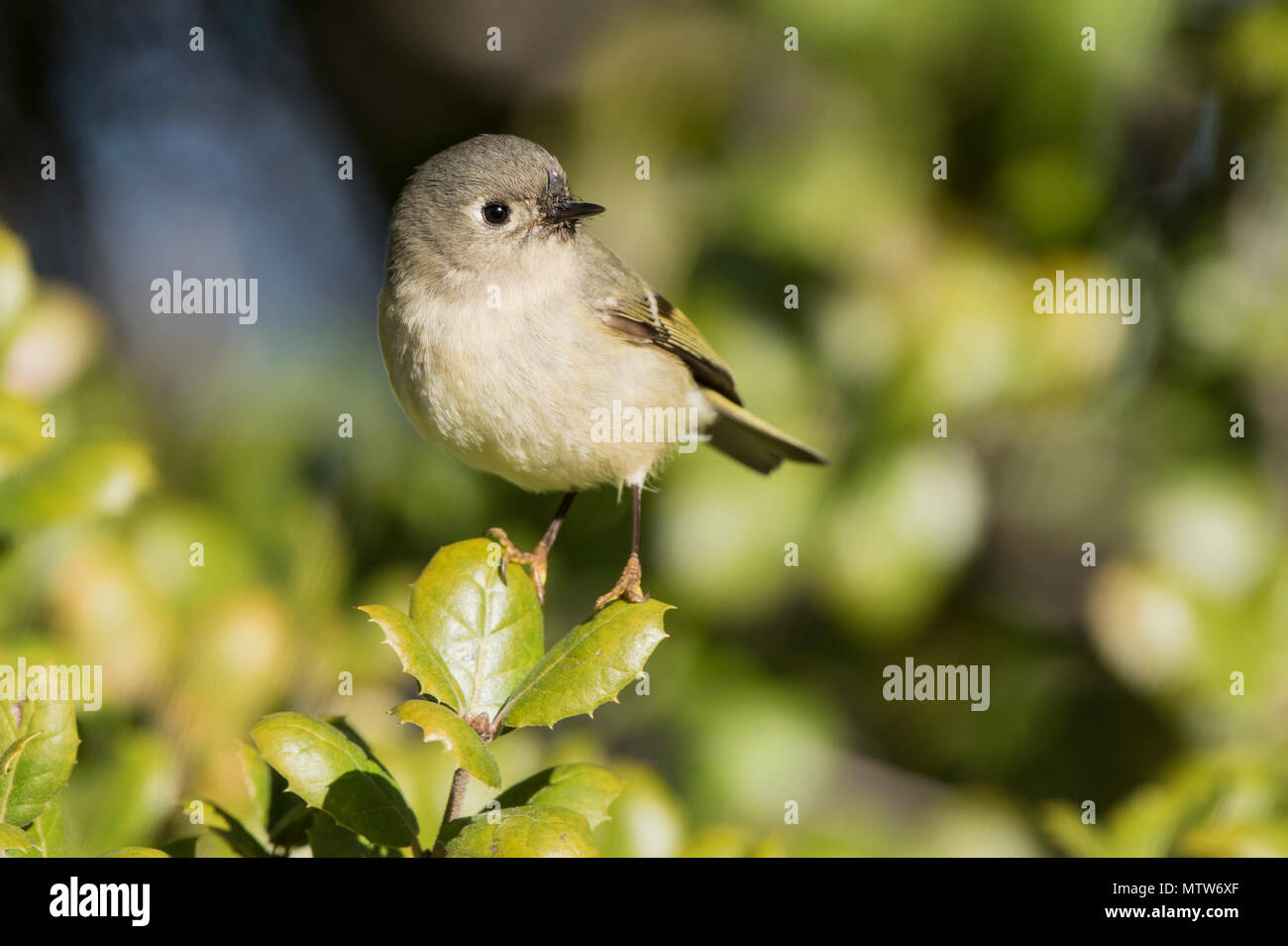 Un minuscolo Rubino femmina-corona Kinglet ispeziona il sottobosco per  insetti, gen 13, Travis Air Force Base in California Il maschio della  specie visualizza un brillante cresta rossa quando è agitato. Travis è