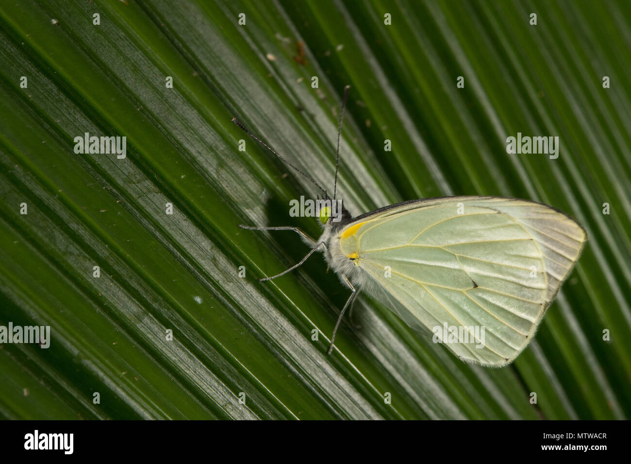 Ascia limona, Pieridae, Costa Rica, Centroamerica Foto Stock