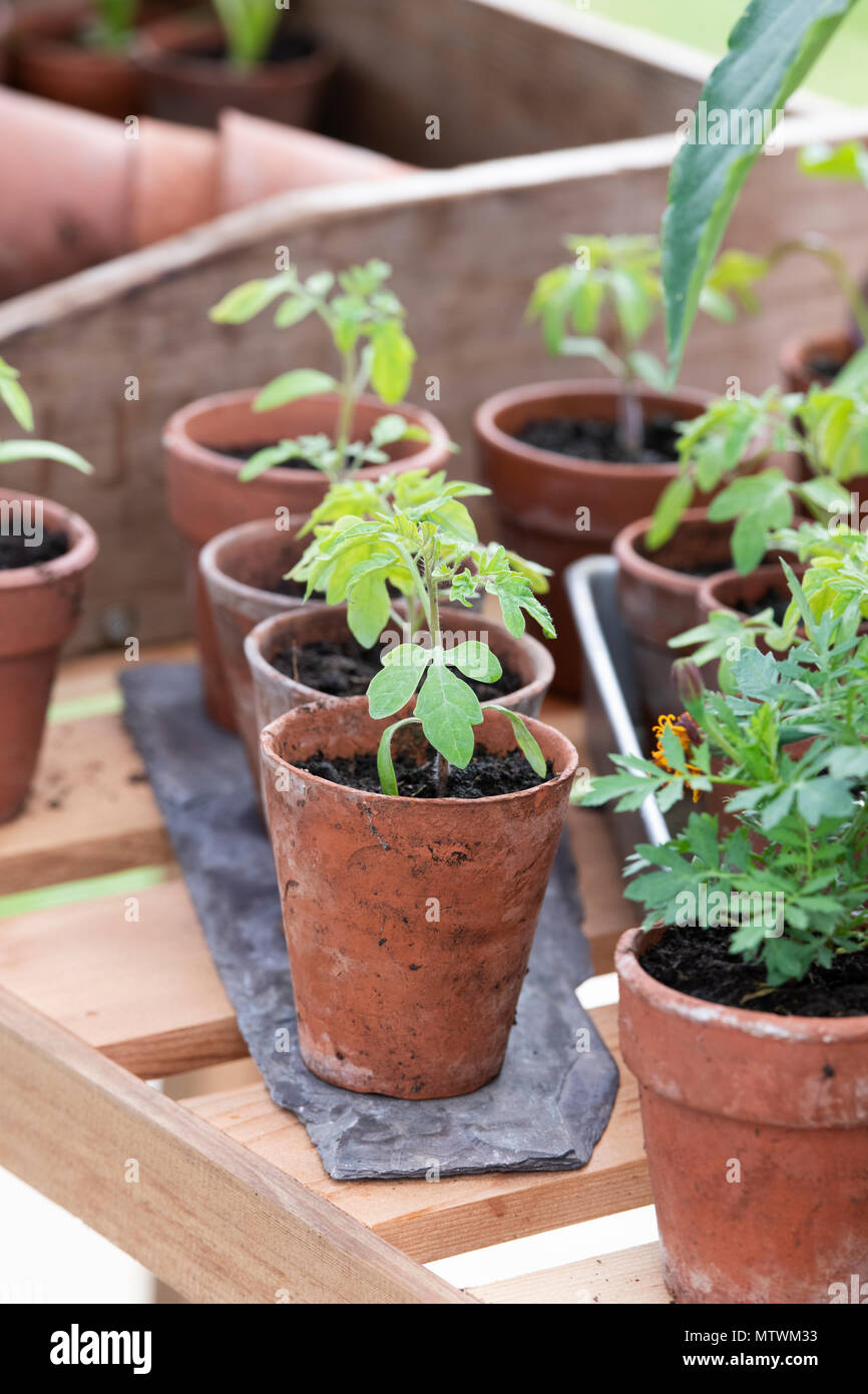 Annegamento di giovani piante in una serra in primavera. Regno Unito Foto Stock
