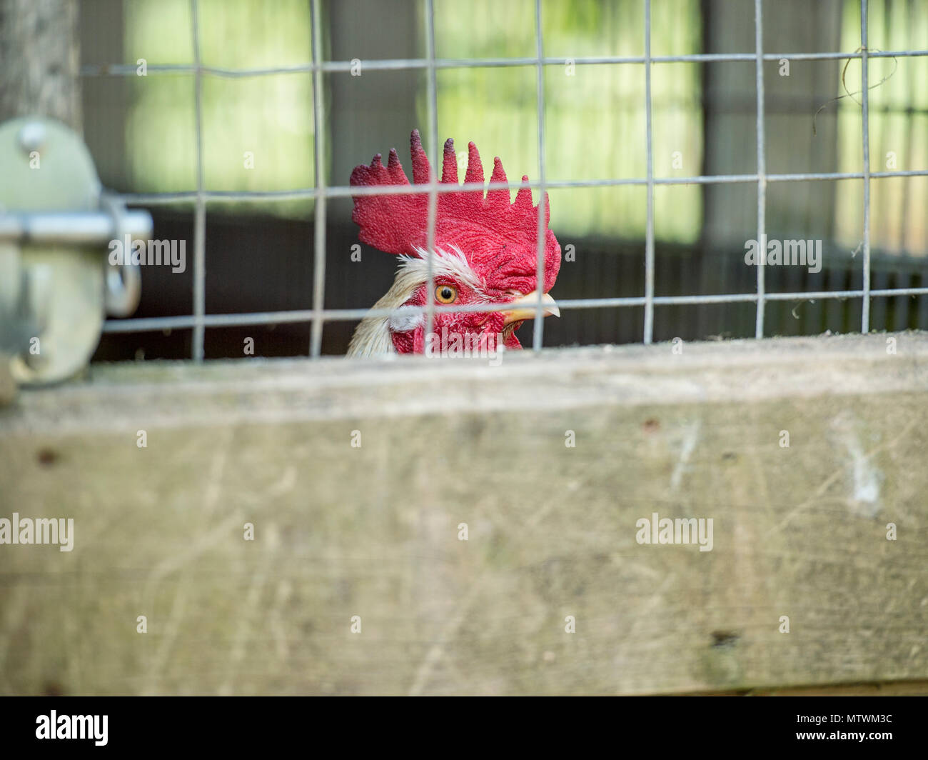 cockerel in gabbia Foto Stock