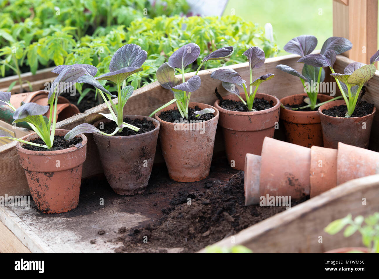 Annegamento di giovani piante in una serra in primavera. Regno Unito Foto Stock