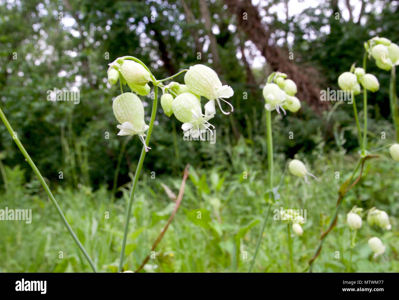 Silene vulgaris, noto anche come vescica campion, è un montante, semi-evergreen perenne Foto Stock