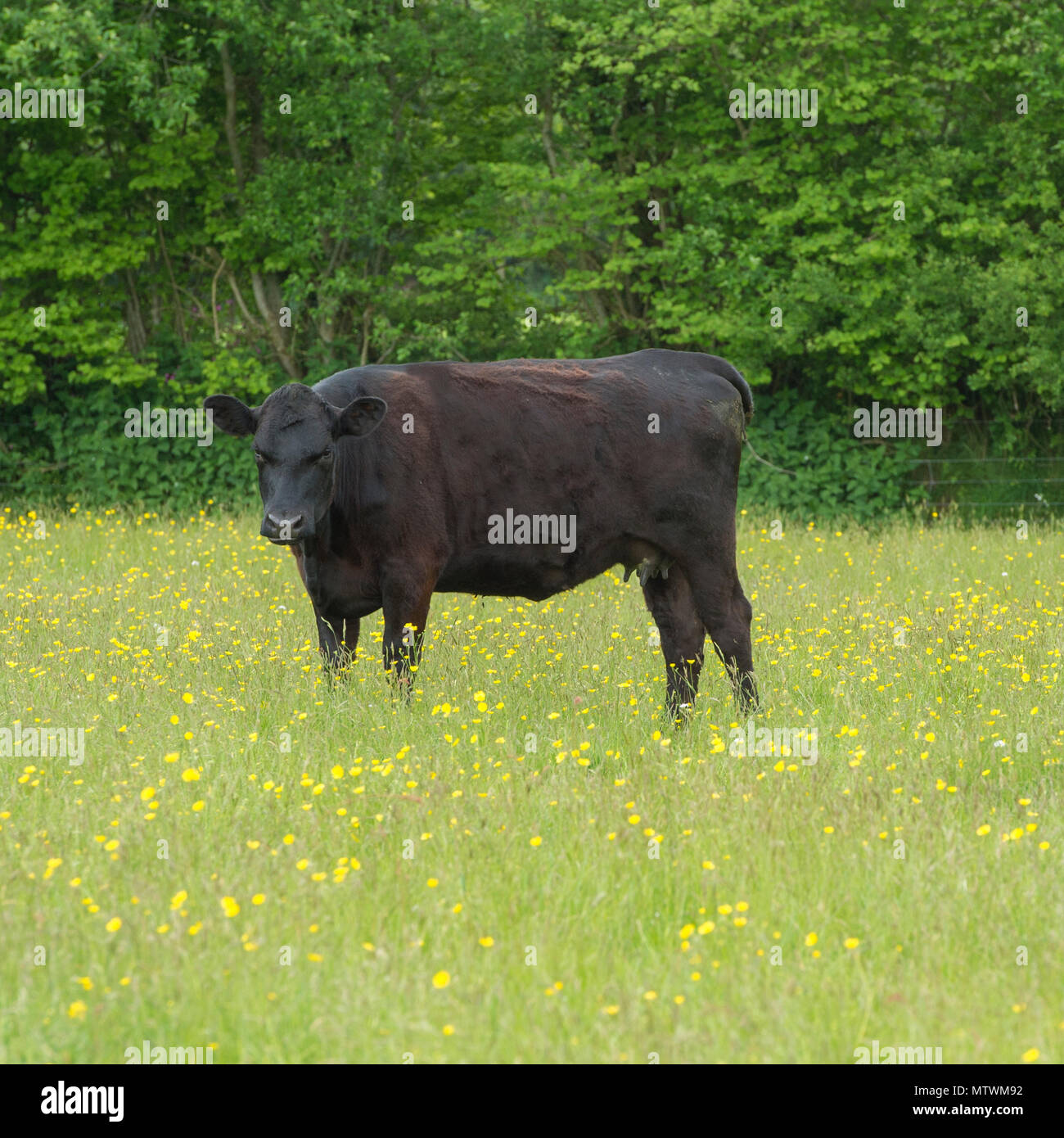 Giovenca mucca Foto Stock