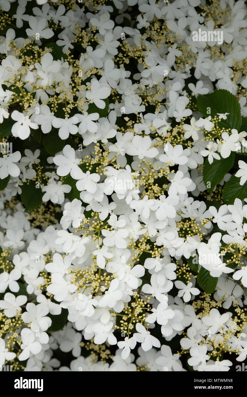 Viburnum plicatum f. tomentosum 'Nanum semperflorens'. Snowball giapponese 'Nanum semperflorens' arbusti in fiore. Regno Unito Foto Stock