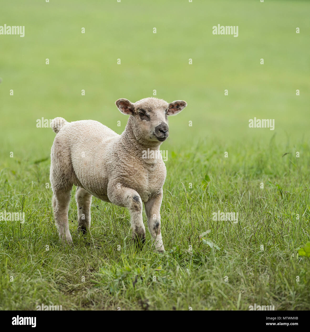 agnello Foto Stock