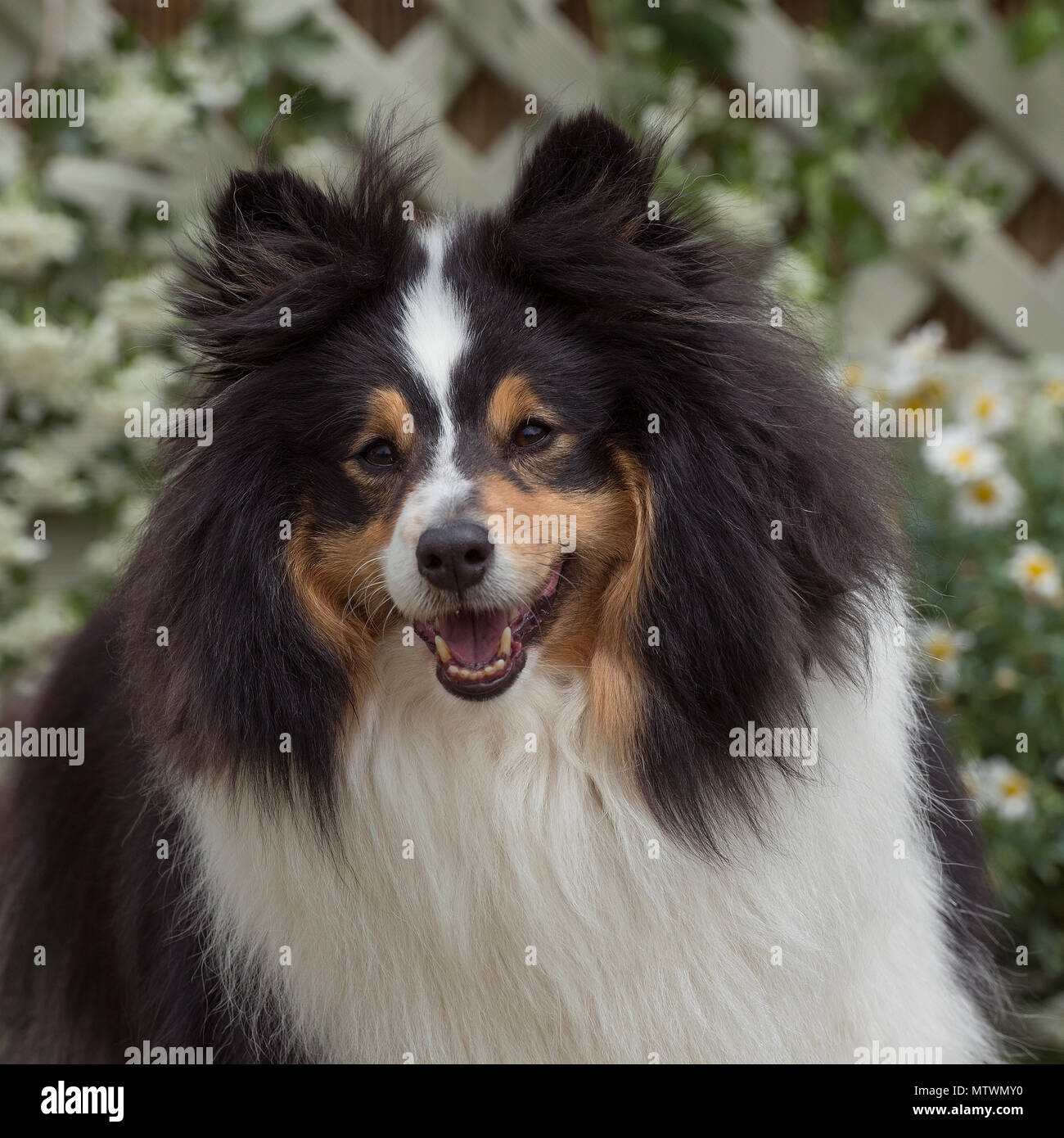 Sheepdog shetland Foto Stock