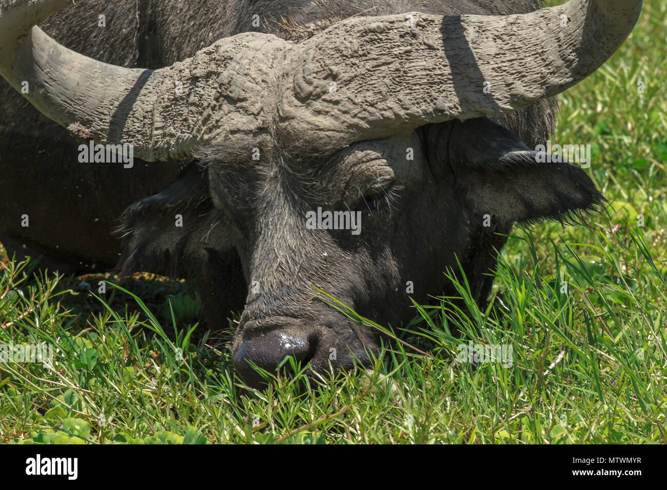 Un africano pascolo di bufala Foto Stock