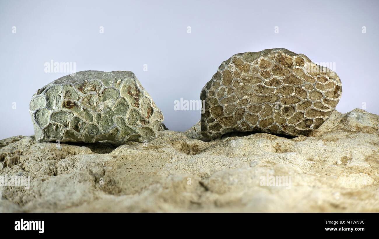 Il corallo fossile Saarenmaa dall'Estonia. Si tratta di una catena estinto specie di corallo dal periodo Ordovician. Foto Stock