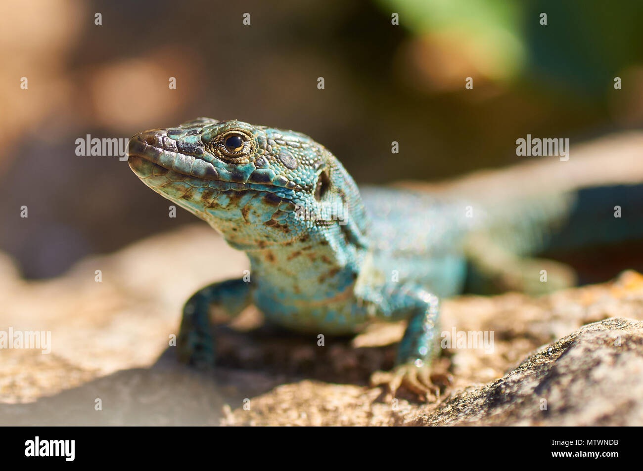 Ritratto di una lucertola da muro di Ibiza (Podarcis pityusensis formenterae), endemismo dell'isola di Formentera (Isole Pityusic, Isole Baleari, Spagna) Foto Stock
