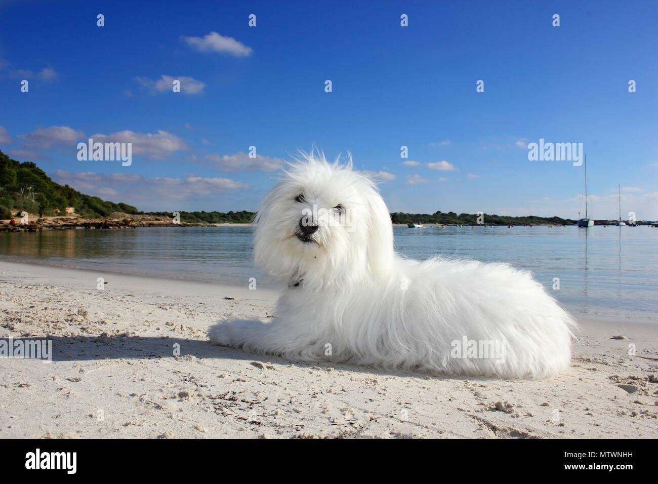 Cane maltese giacente nella sabbia in spiaggia Foto Stock