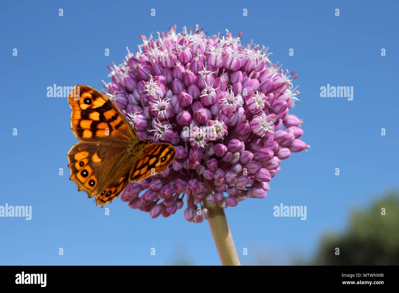 Una farfalla, Lassiommata, seduti a un fiore Foto Stock