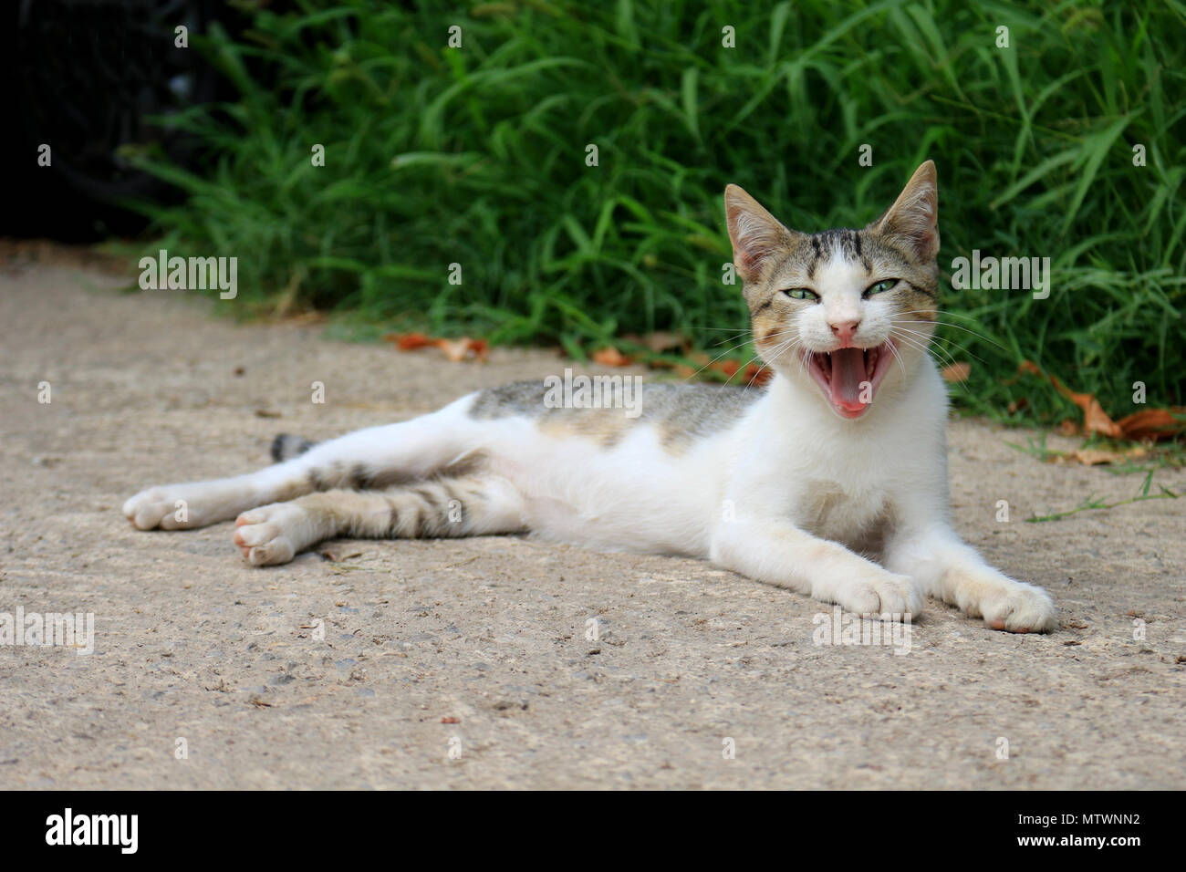 Il gatto domestico sbadigli Foto Stock