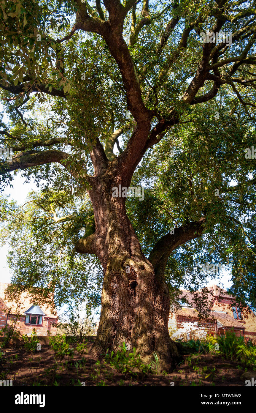 Holm Oak tree, nome scientifico Quercus ilex. Altri nomi includono lecci e Holly Oak. Foto Stock