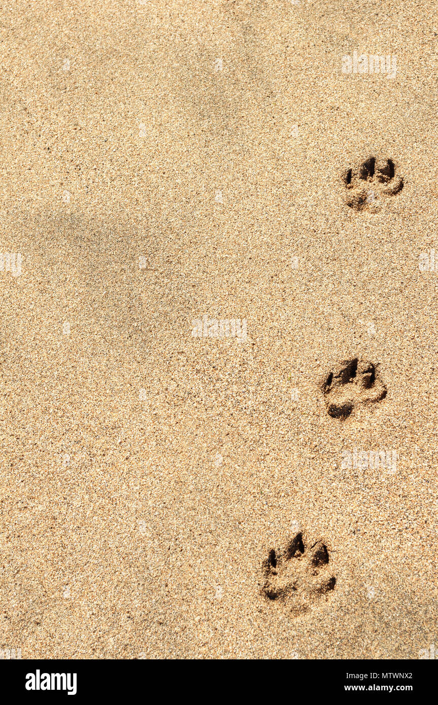 Tre zampa del cane stampe nella sabbia. Sfondo. Foto Stock