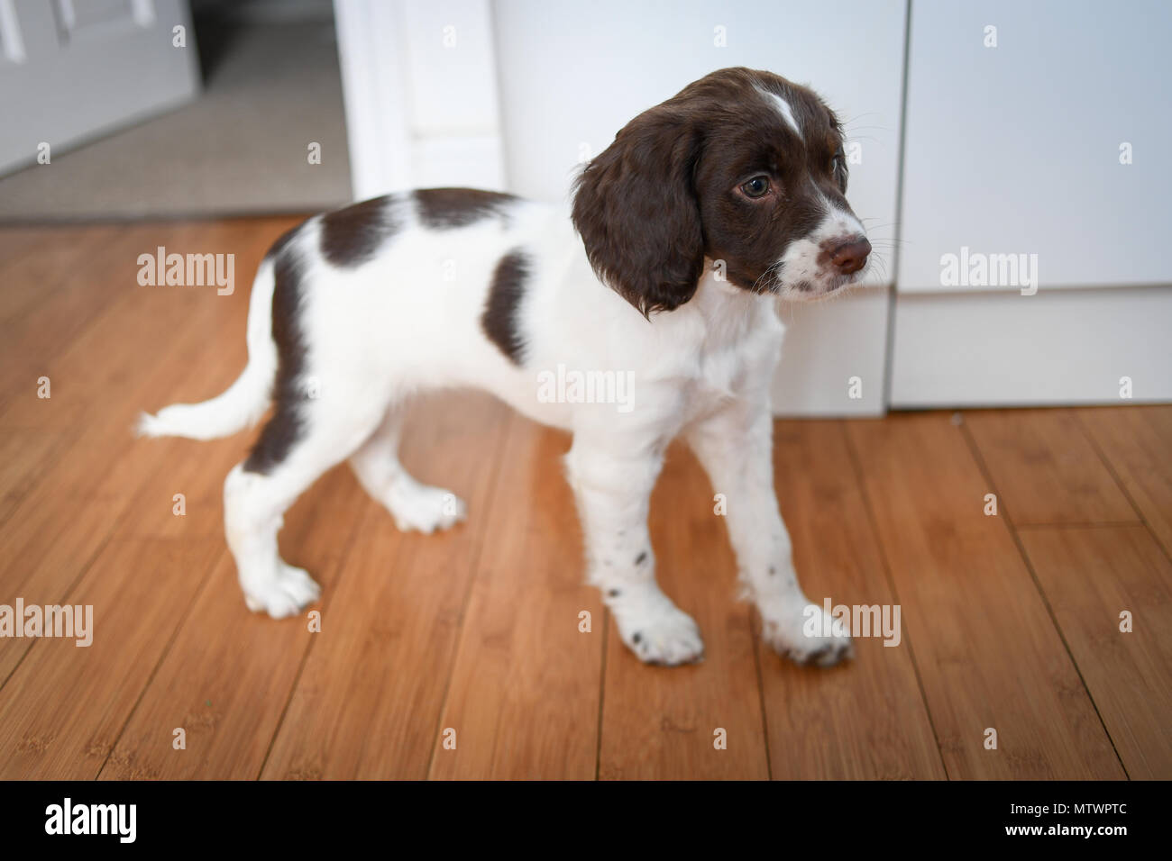 A 8 settimane vecchio adorabile English Springer spaniel cucciolo all'interno permanente su un pavimento di legno. Foto Stock