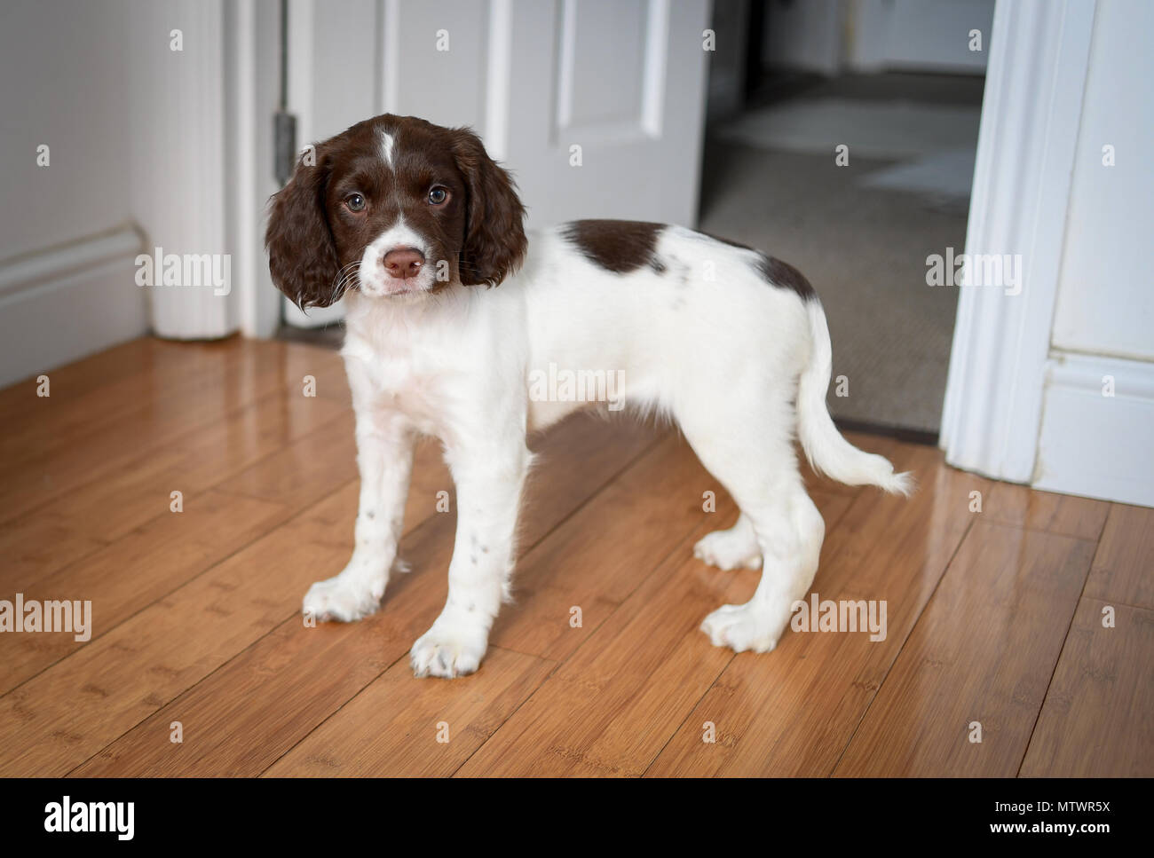 A 8 settimane vecchio adorabile English Springer spaniel cucciolo in piedi guardando dritto alla telecamera interno su un pavimento di legno. Foto Stock