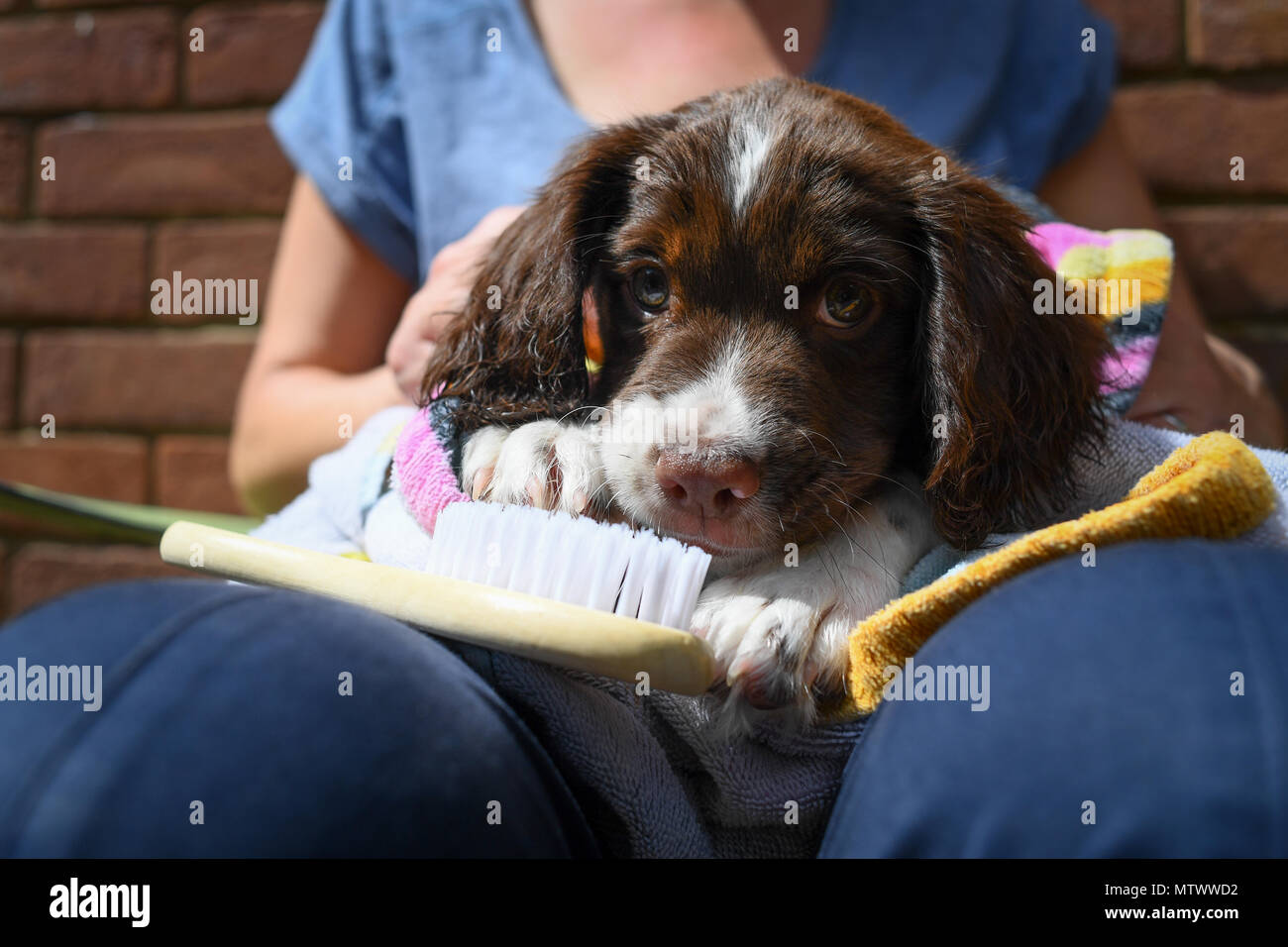 Un giovane inglese springer spaniel cucciolo( 8 settimane) si siede sul suo proprietari femmina giro a guardia di una spazzola grooming ha preso a rosicchiare. Foto Stock