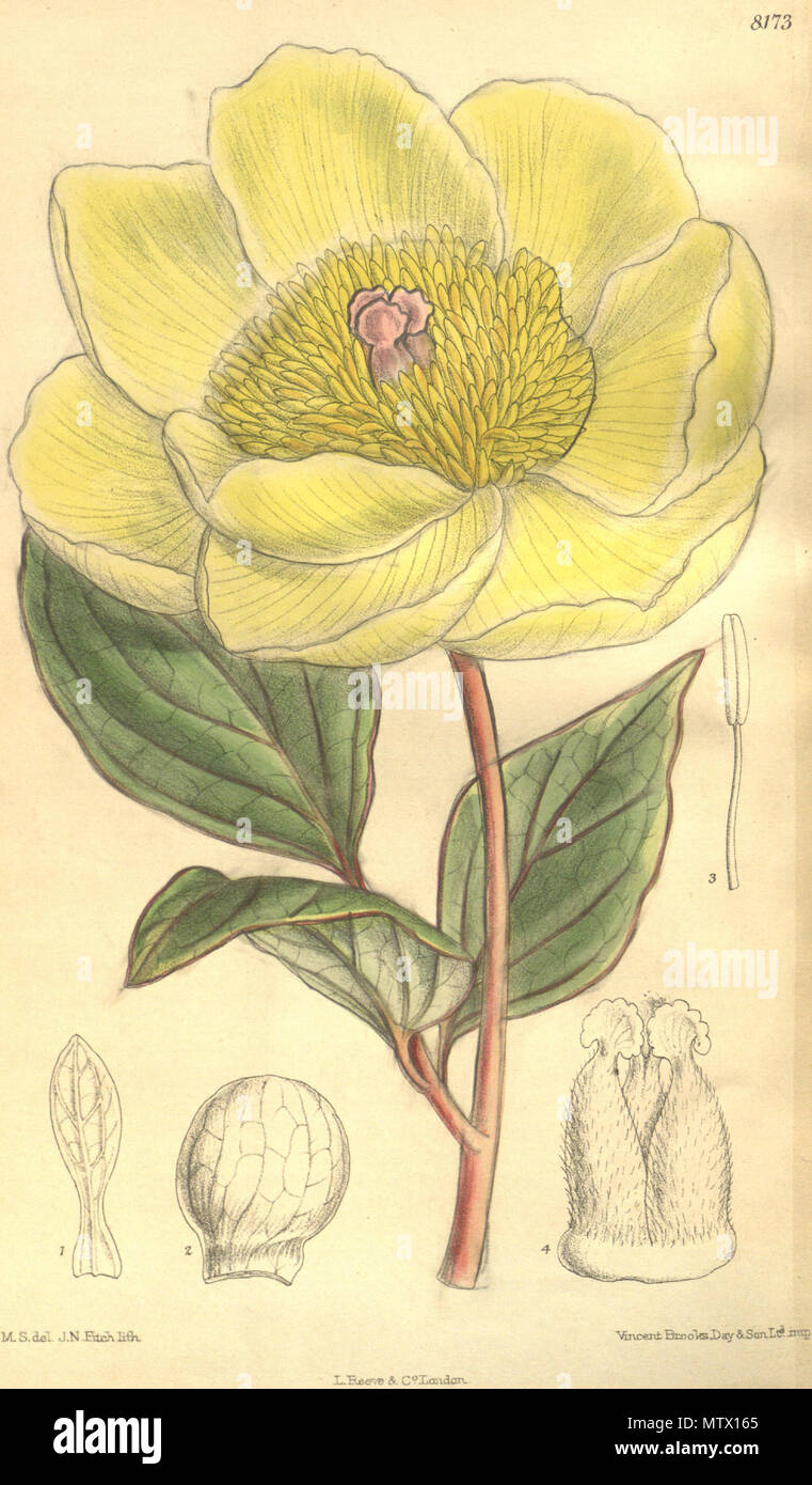 . Paeonia mlokosewitschii, Paeoniaceae . 1908. M.S. del., J.N.Fitch lith. 462 Paeonia daurica subsp. mlokosewitschii Bot. Mag. 134. 8173. 1908 Foto Stock