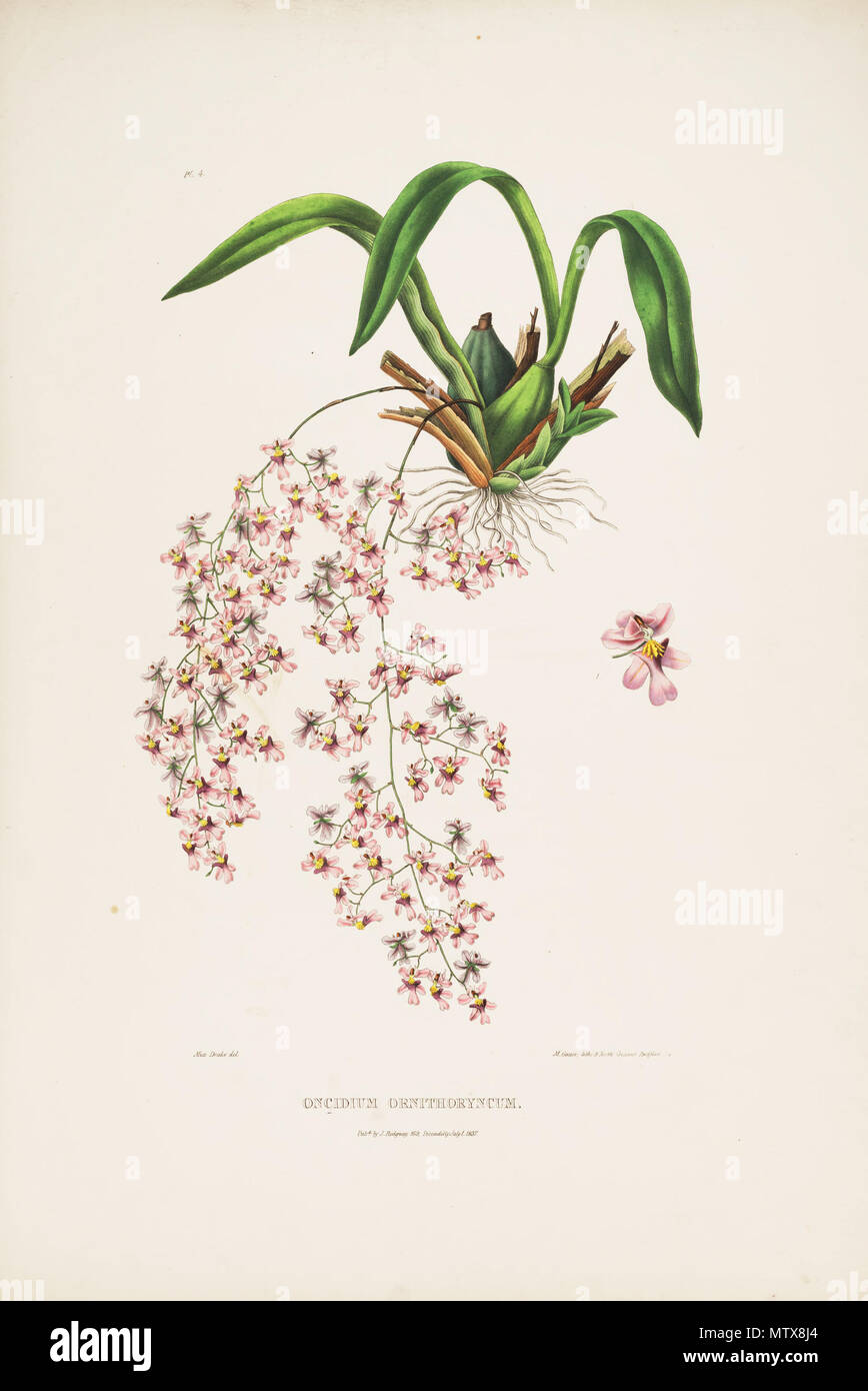 . Illustrazione di Oncidium ornithorhynchum (scritto Oncidium ornithorhyncum sulla piastra 4) . 1837. Miss Drake (CANC.) - M. Gauci (lith.) 456 Oncidium ornithorhynchum-Bateman Orch. Mex. Guat. pl. 4 (1837) Foto Stock