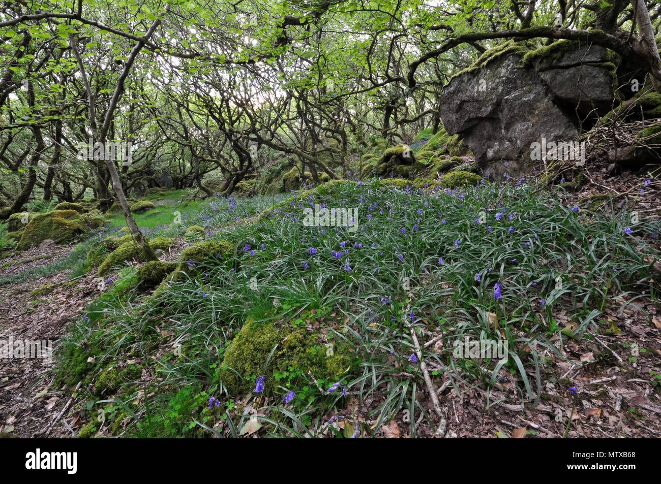 Antichi boschi a Ty Canol Riserva Naturale Nazionale vicino a Fishguard, Pembrokeshire, Galles. . Foto Stock