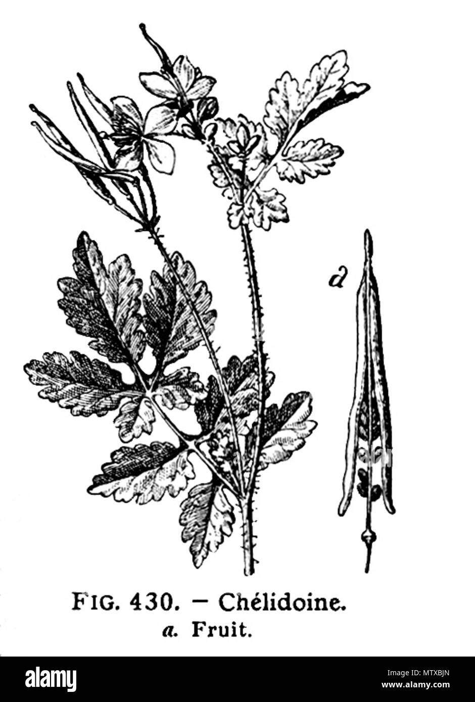 . Français : Chelidoine. (Employé contre les doleurs). Plante de la Famille des Papavéracées. Larousse Illustré medica, Parigi, 1912. Galtier-Boissière (org.) . Il 23 ottobre 2011. Galtier-Boissière (org.) 466 Papaver-chelidoine-Larousse Foto Stock