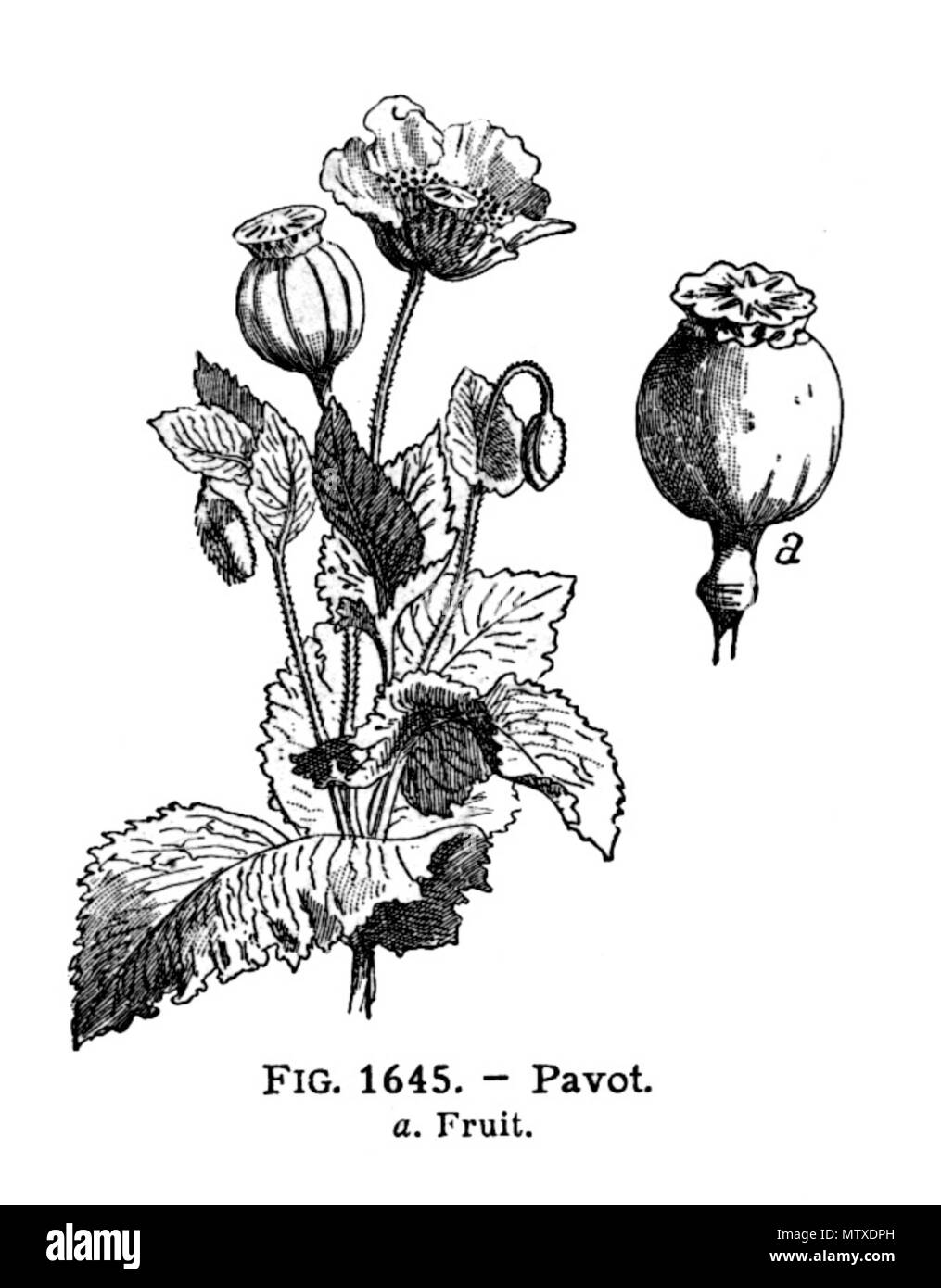 . Français : Pavot, il le existe deux varietés, contiennent de l' oppio (sedativi, calmante et narcotique) Plante de la Famille des Papavéracées. Larousse Illustré medica, Parigi, 1912. Galtier-Boissière (org.) . Il 23 ottobre 2011. Galtier-Boissière (org.) 472 Pavot-LarousseMedical Foto Stock