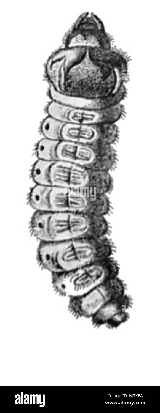 . Le larve di coleotteri #Saperda carcharias . 21 aprile 2010, 18:49 (UTC). Beetle larvae filtrato sw.jpg: C.G.Calwer, 1876 lavoro derivato: Frédéric (PARLA) 543 Saperda carcharias larva Foto Stock