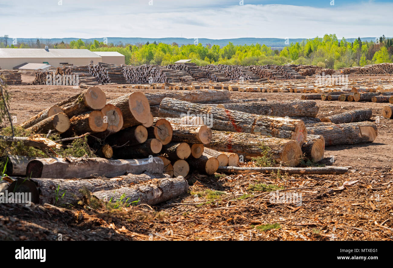 Baraga, Michigan - La foresta di Besse prodotti log cantiere nella Penisola Superiore del Michigan.. Foto Stock