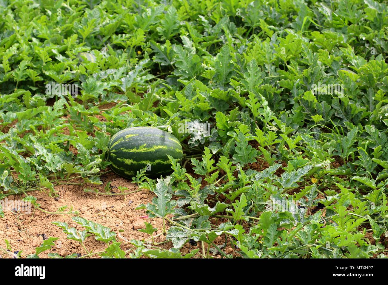 Campo con l'anguria (Citrullus lanatus) in Grecia Foto Stock