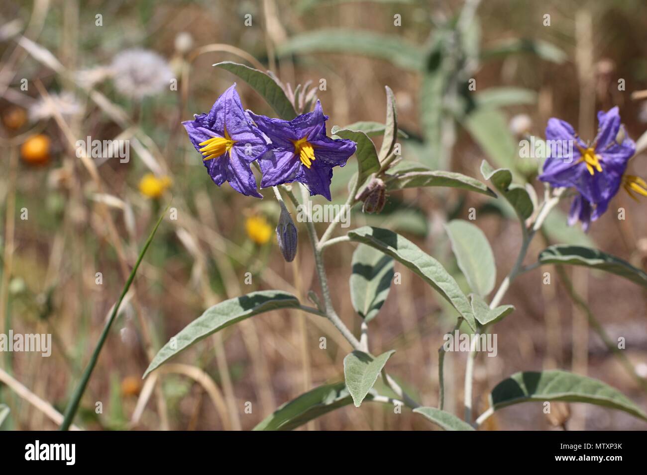 Fioritura Solanum eleagnifolium Foto Stock