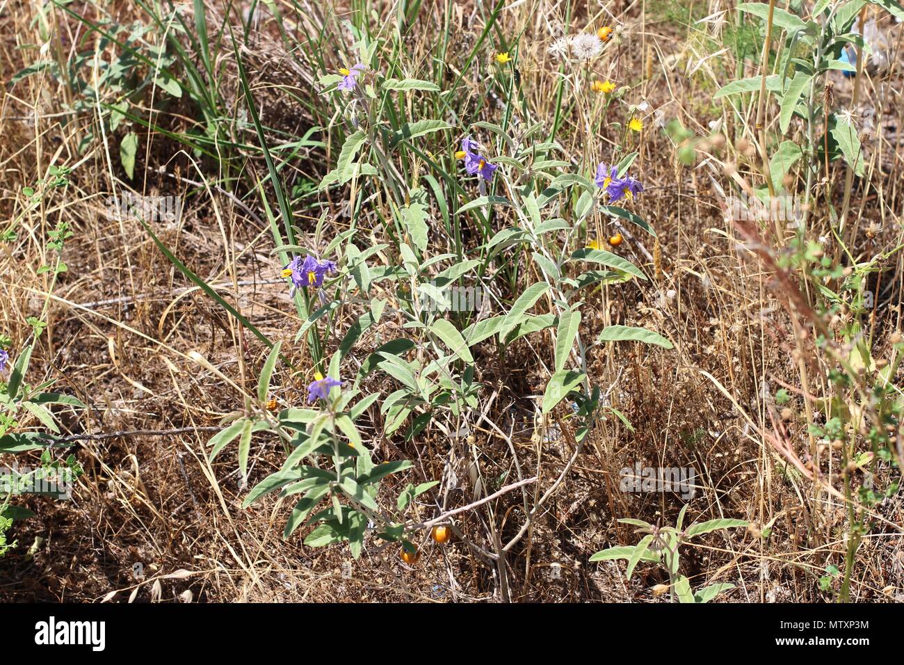 Fioritura Solanum eleagnifolium Foto Stock