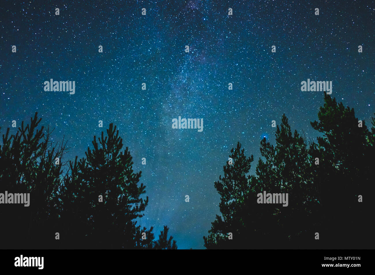 Blu scuro cielo notturno con molte stelle sopra il campo di alberi. Foto Stock