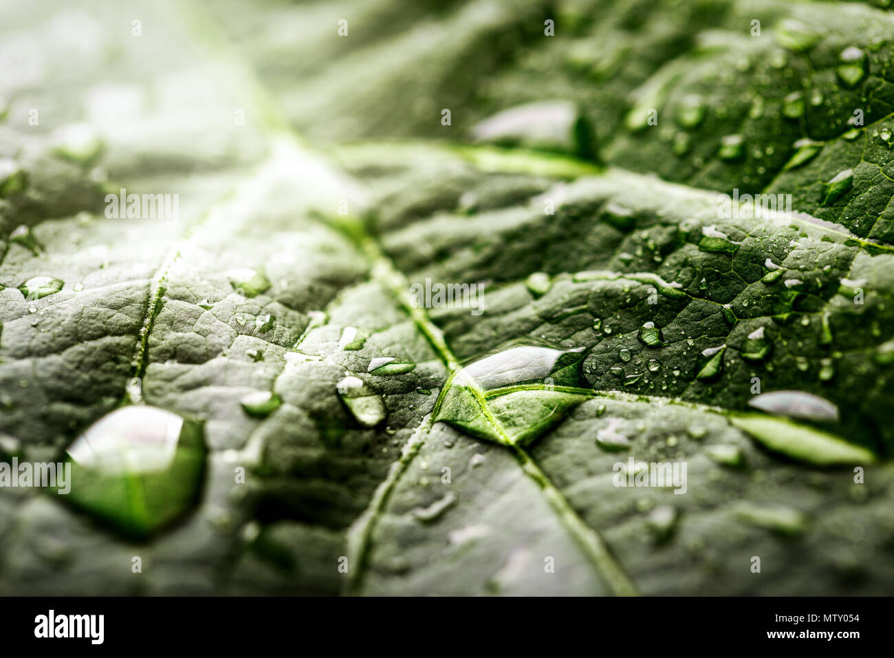 Macro shot di fresco gocce di rugiada sulla foglia verde Foto Stock