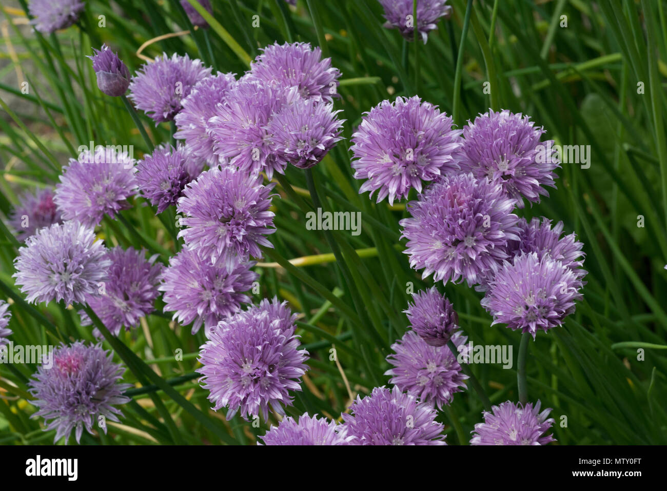 Erba cipollina (Allium schoenoprasum) gruppo di fiori Foto Stock