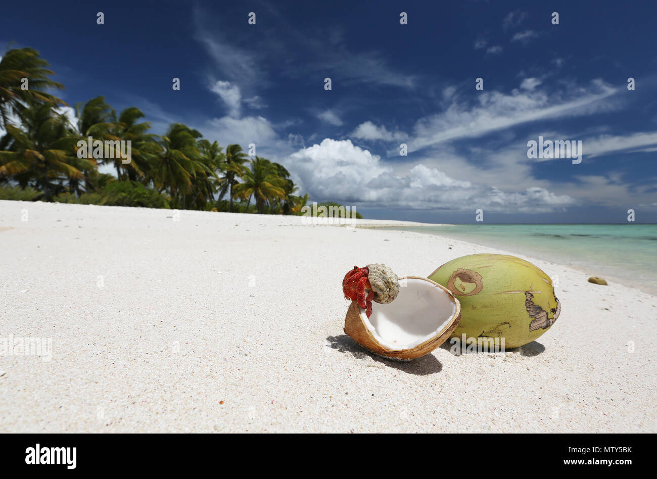 Fragola granchio eremita e noci di cocco sulla spiaggia di sabbia bianca immacolata, Isola di Natale, Kiribati Foto Stock