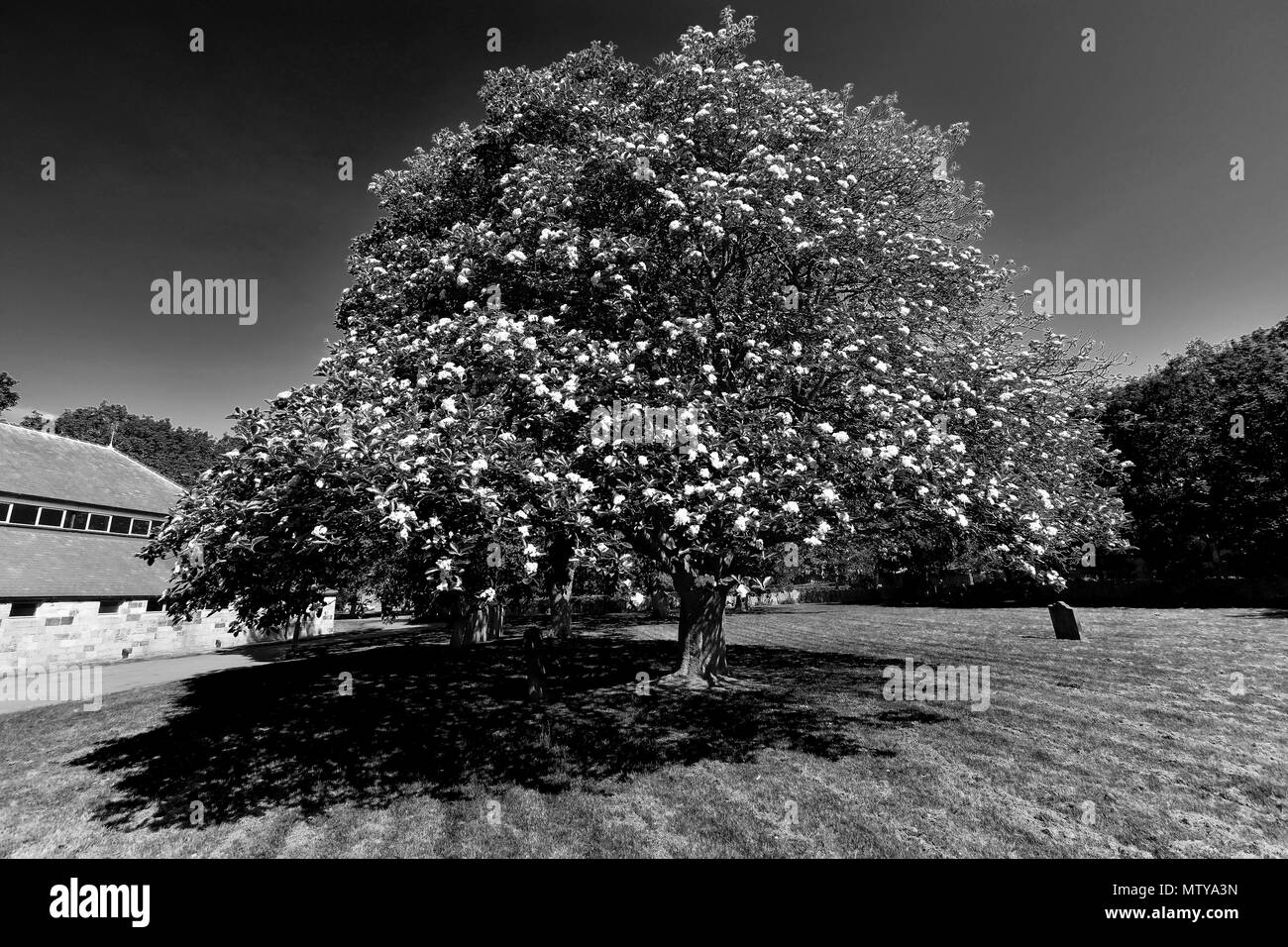 Cimitero di alberi e lapidi. Foto Stock