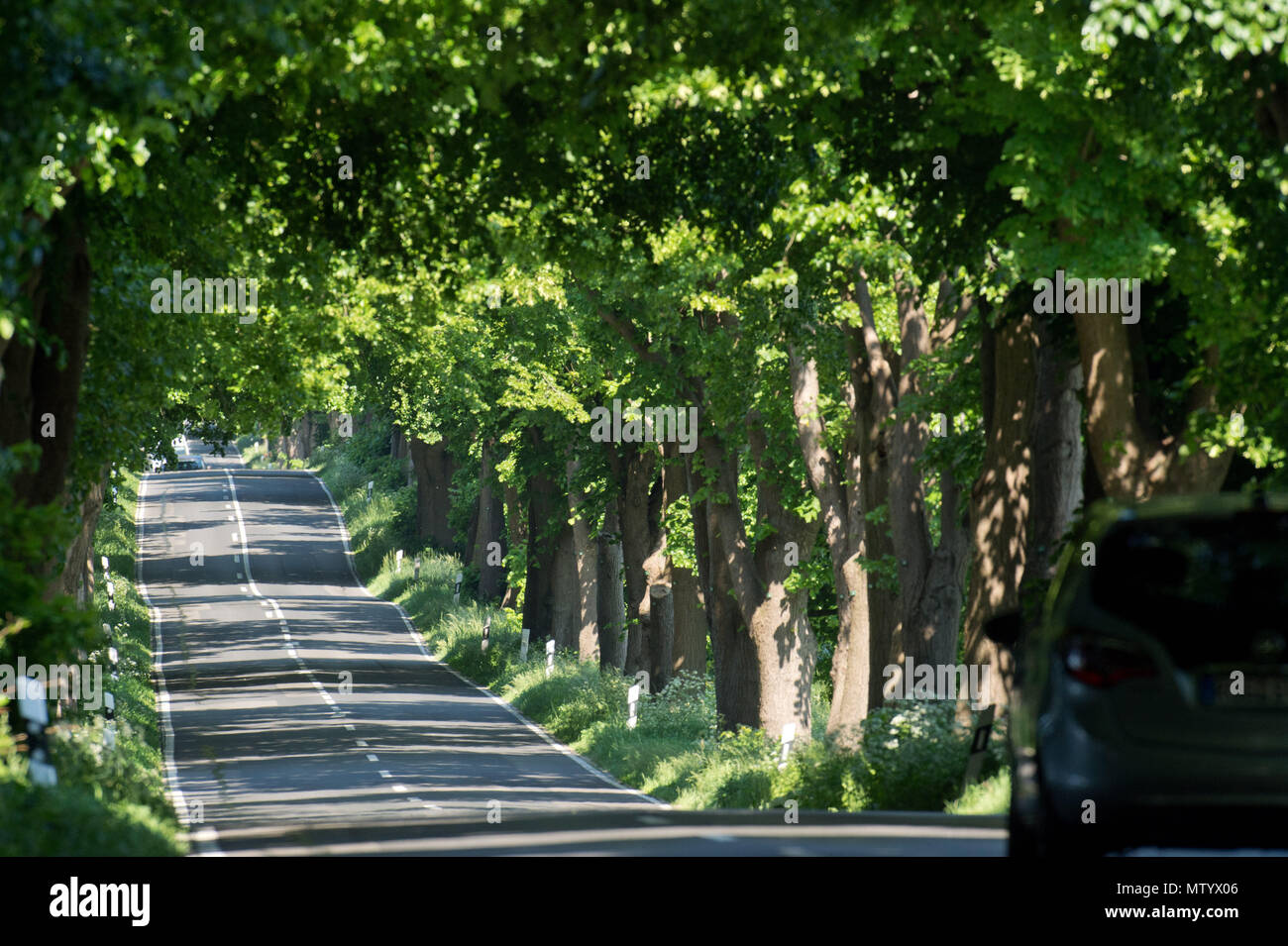 30 maggio 2018, Germania, Garz: avenue tra Garz e Putbus. Il tratto fa parte del 'Deutsche Alleenstrasse' (tedesco Avenue Road) che inizia sull isola di Ruegen. Foto: Stefan Sauer/dpa Foto Stock